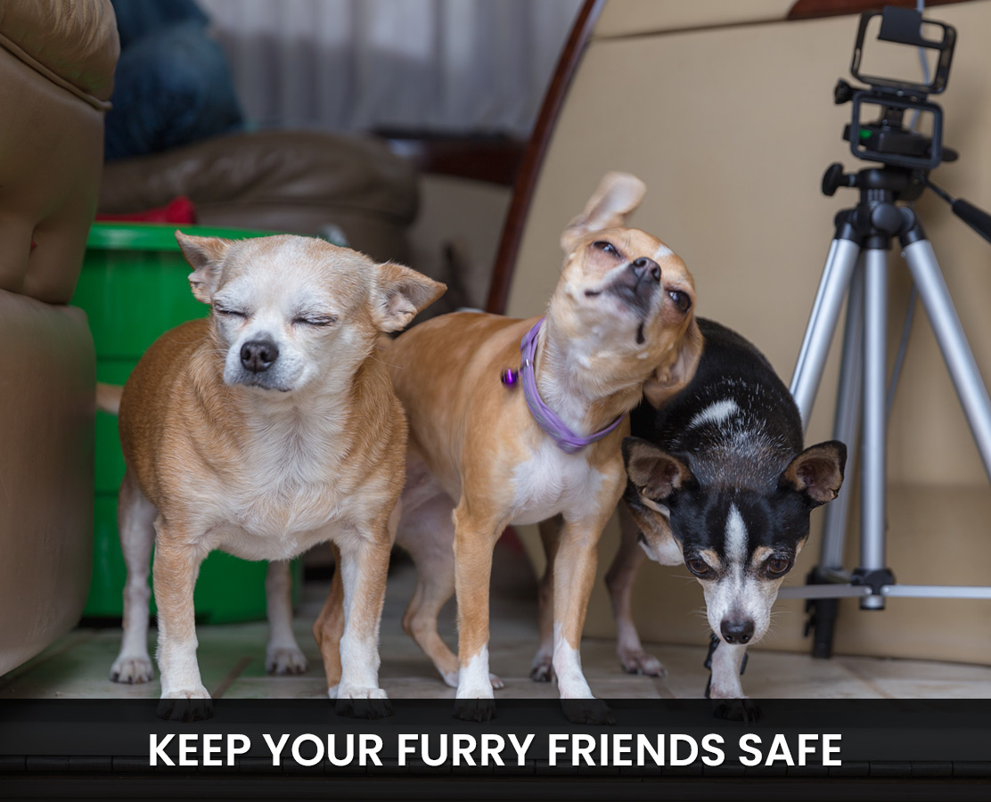 Protect Indoor/Outdoor Pets