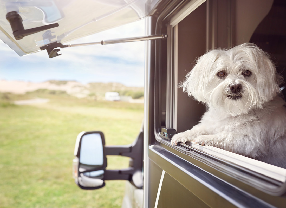 Using a pet temperature monitor in your RV - Kamper Jobs