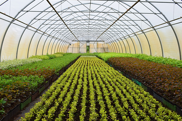 Temperature and Humidity monitoring for Greenhouses