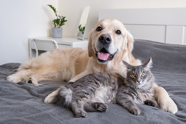 Temperature and Humidity alerts for indoor and outdoor pets and animals